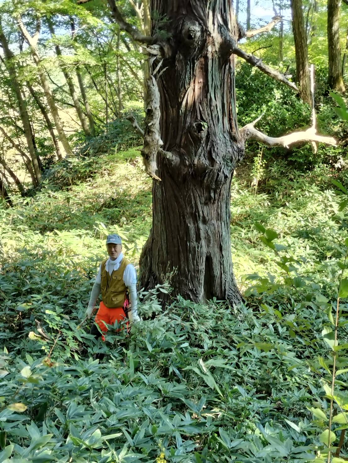 庭と山の手入れ