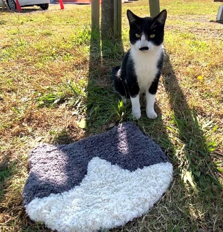 2月22日は猫の日