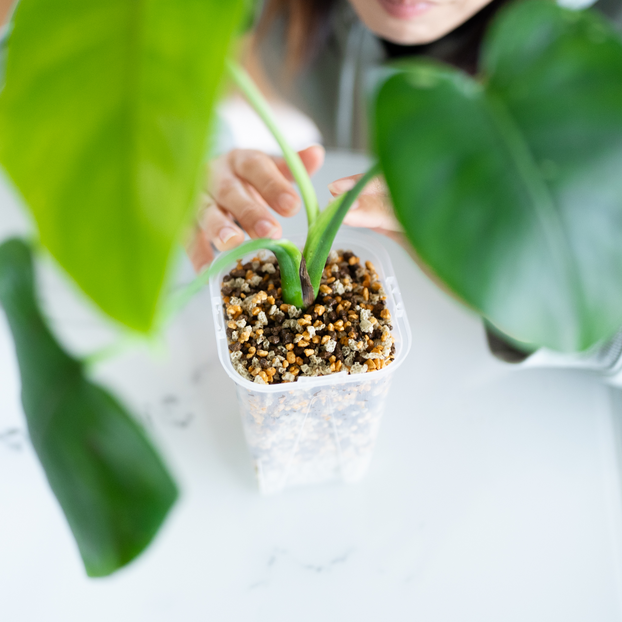 くるみ土で育てる楽しさと、これからの植物ライフ