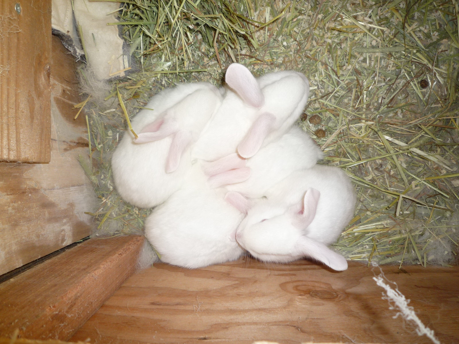 子ウサギが５羽生まれました。２月２０日に生まれたようです。