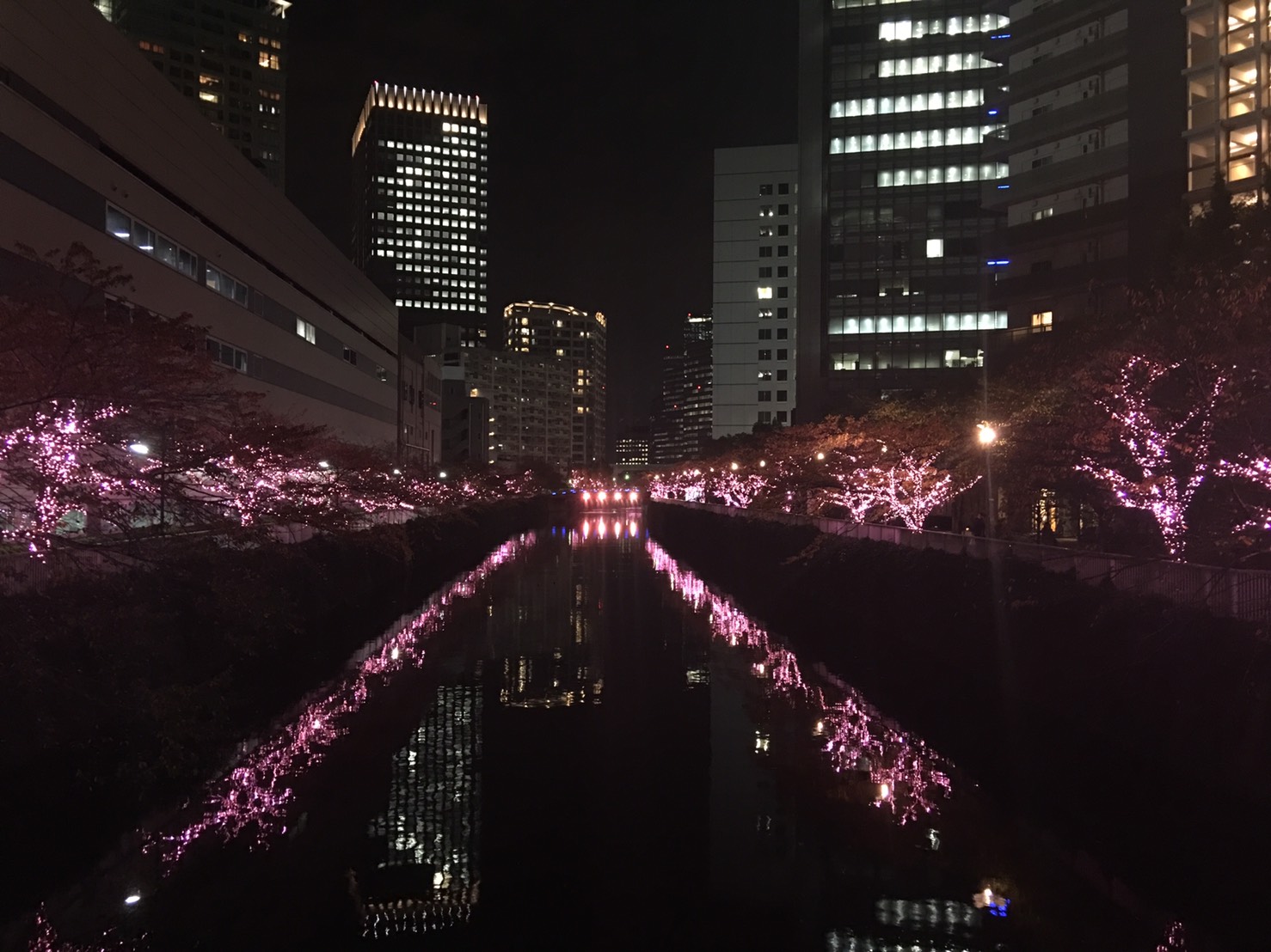 目黒川＊桜＊イルミネーション