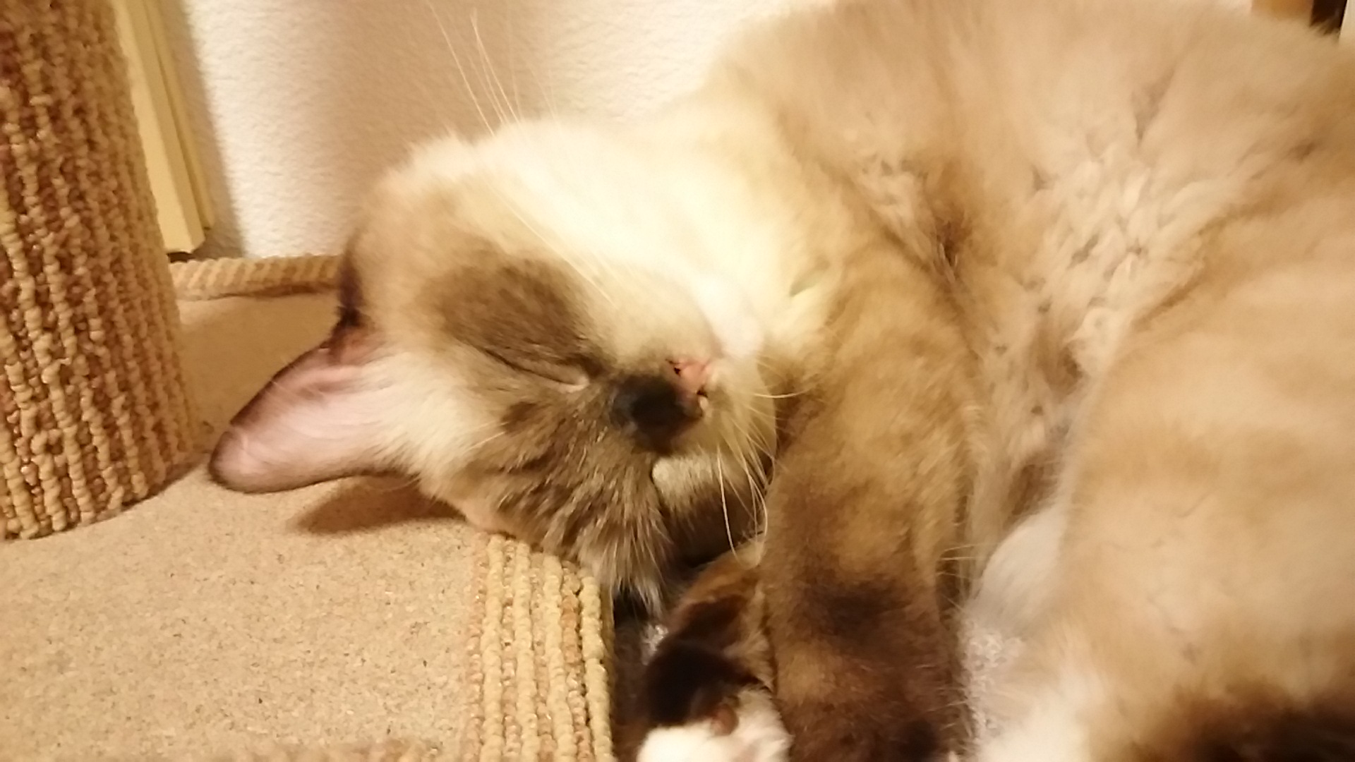 ゆず首大丈夫なのかい？(*´ω｀*)
