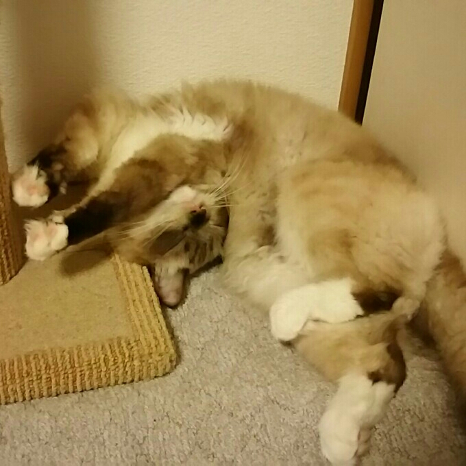 顔が……( ´_ゝ`) 柔らかくて羨ましいッス(・ε・｀ )