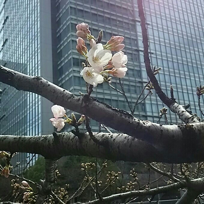 桜＼(^o^)／