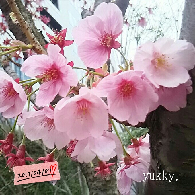 桜(о´∀`о)
