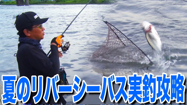 夏のリバーシーバス実釣攻略❗️
