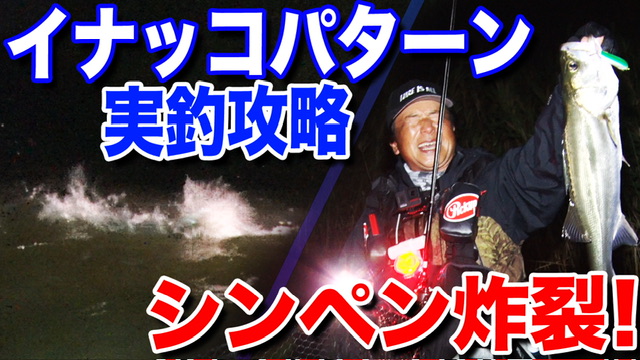 イナッコパターン実釣攻略‼️ワスプ80S炸裂‼️