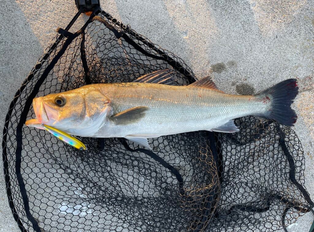 秋だ🍂トップだ💥釣果の秘訣はパニックアクション❓❓