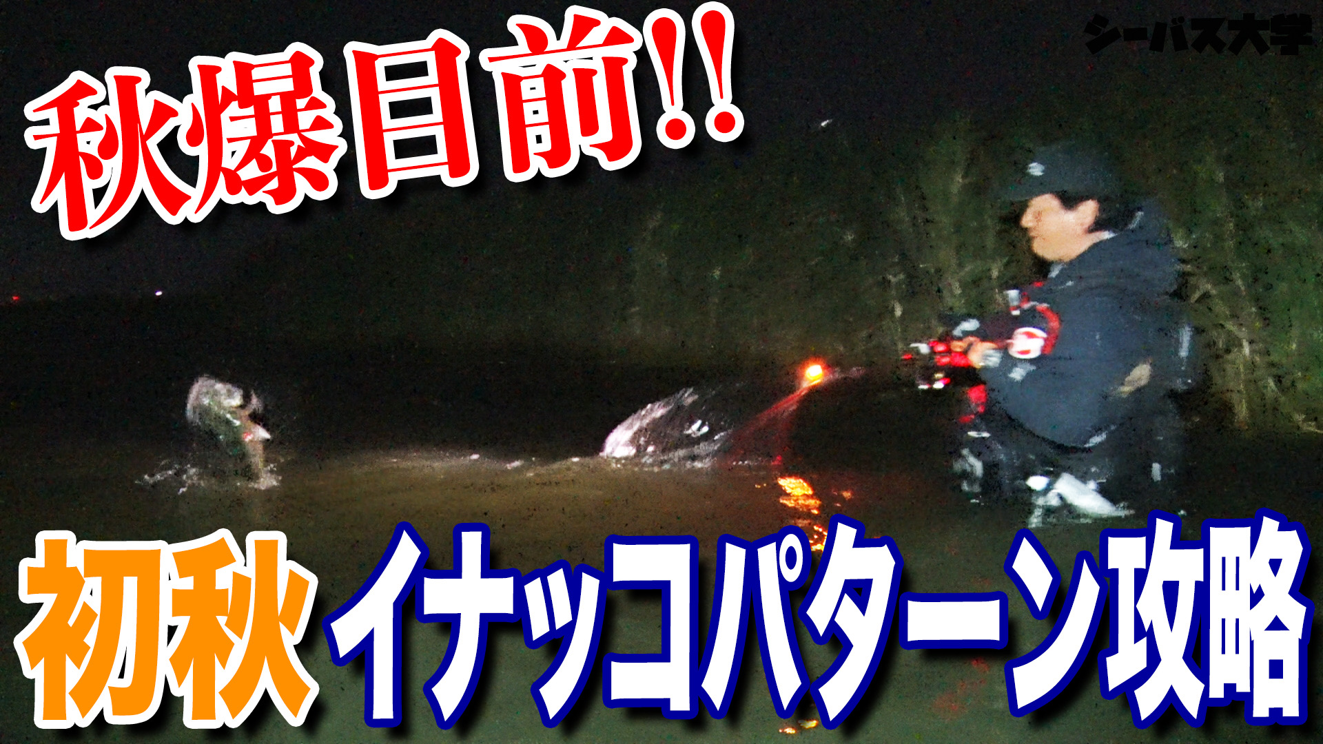 初秋イナッコパターン攻略‼️秋爆目前‼️