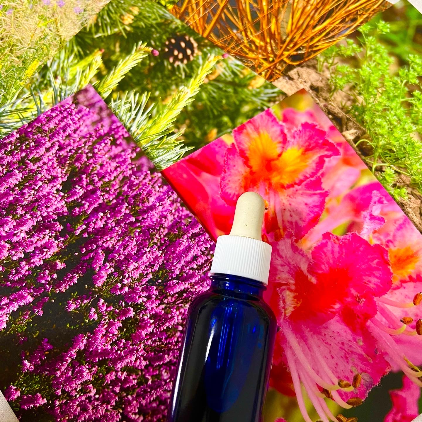 親子でフラワーエッセンス