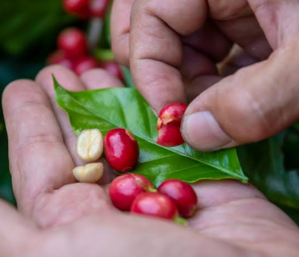 コーヒー生産地のお話-中南米編5-