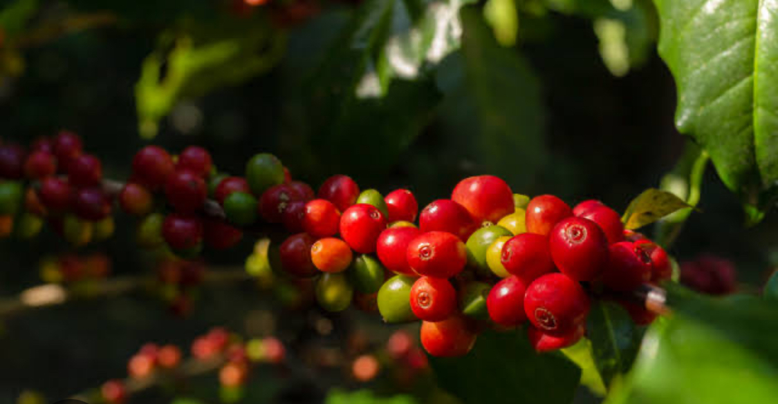 コーヒー生産地のお話-中南米編2-