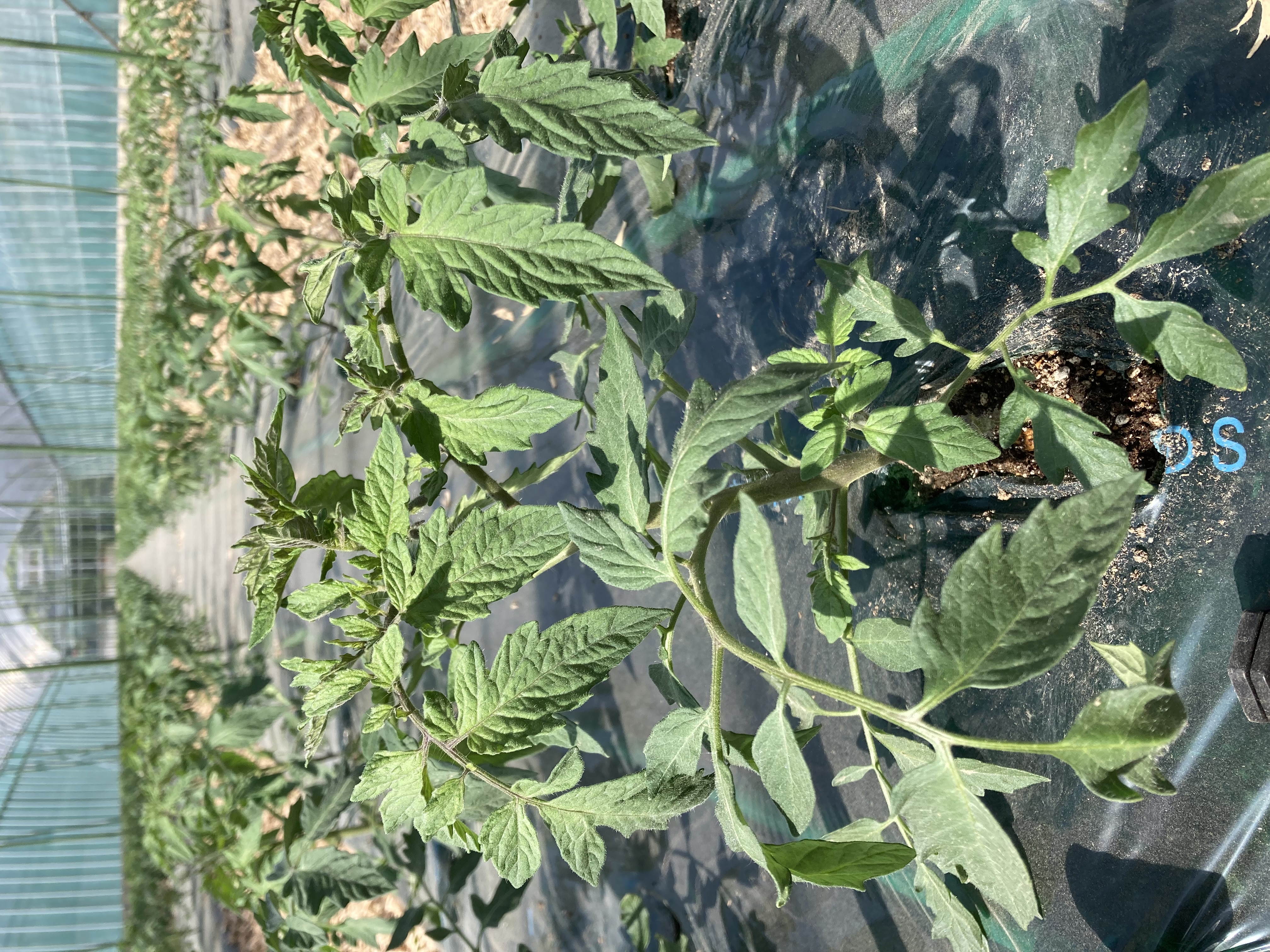 定植がはじまりました