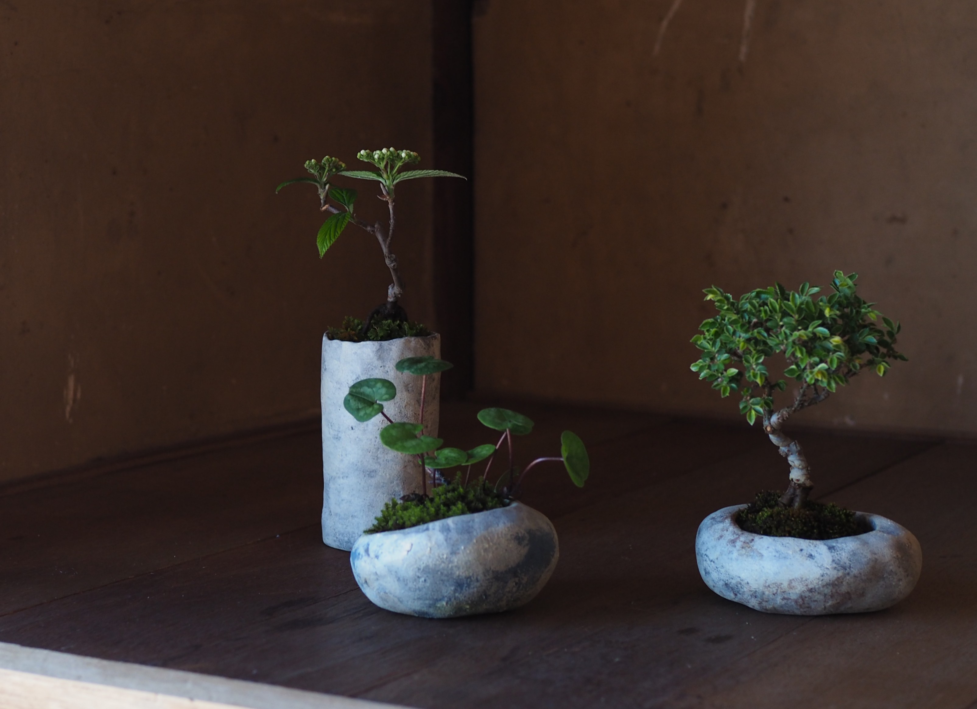 榊麻美植物研究所展　