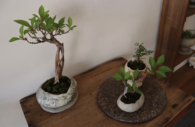 榊麻美植物研究所展 中止のお知らせ