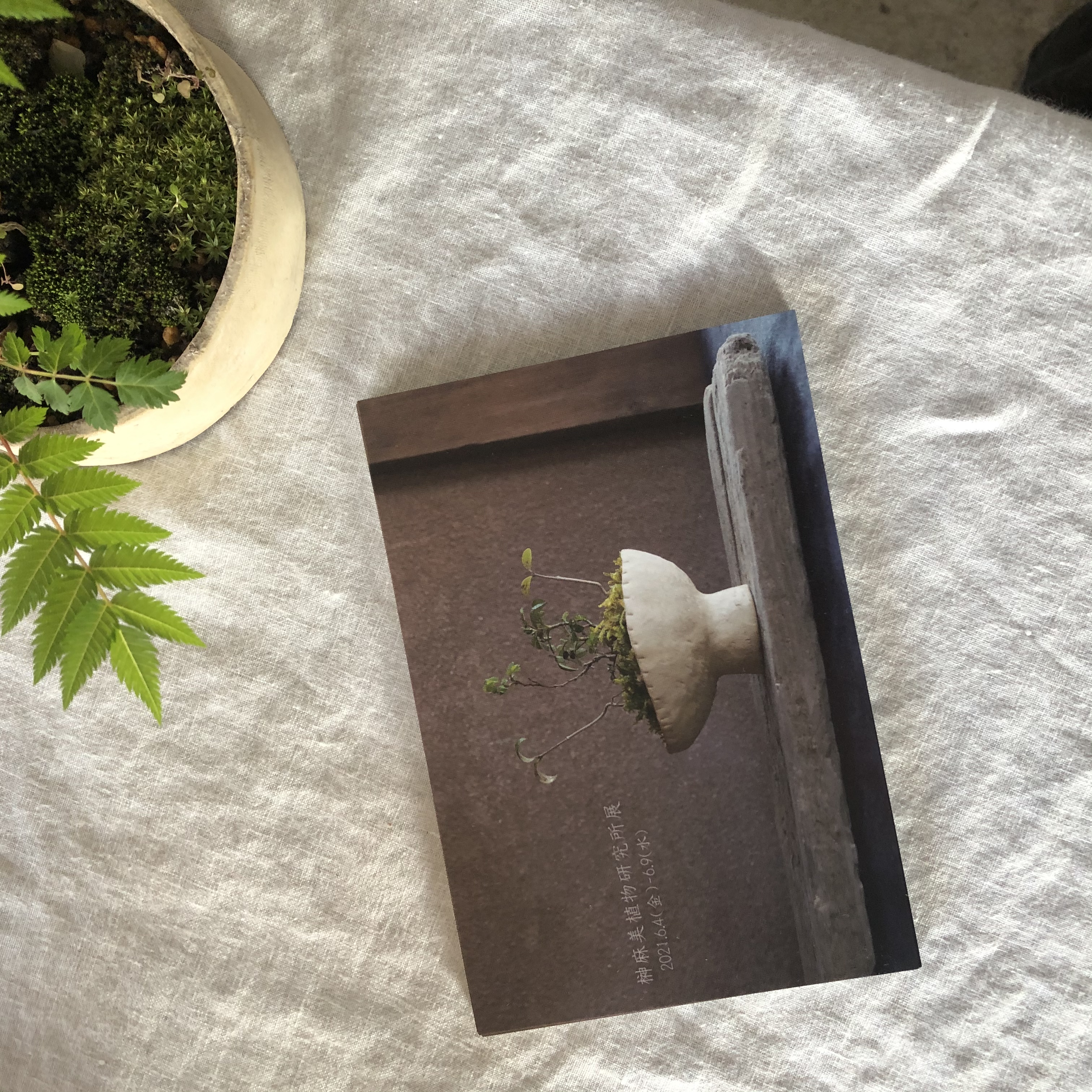 榊麻美植物研究所展 メンテナンスについて
