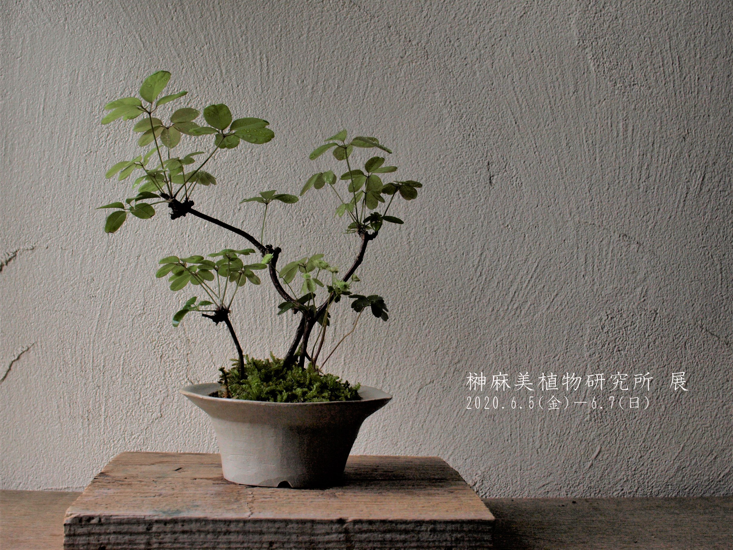 榊麻美植物研究所　展
