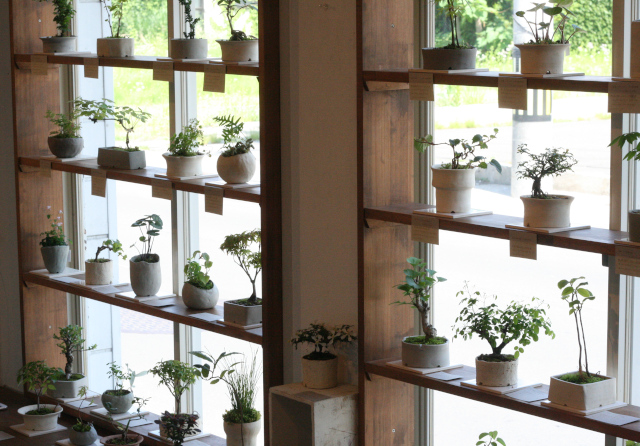 榊麻美植物研究所 展始まりました