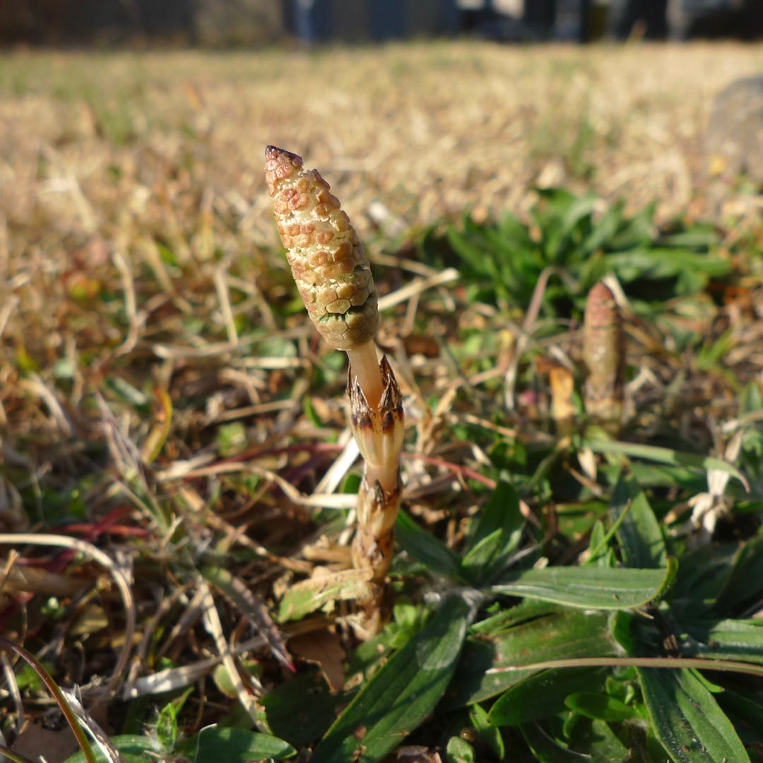 製作のためお休みをいただきます(3/21〜29)
