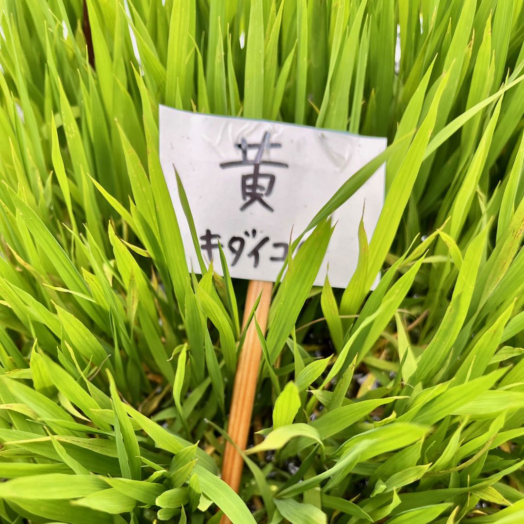 今週はお休みをいただきます（6/17〜23）
