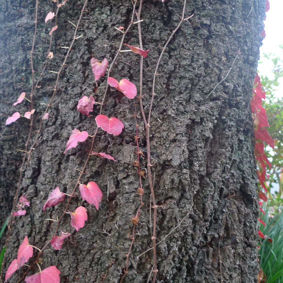 発送は年明けとなります
