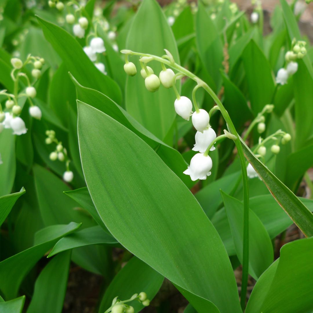 5月の営業について