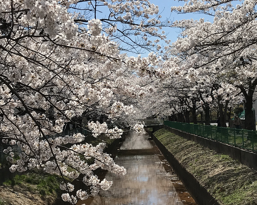 桜の季節に想うこと
