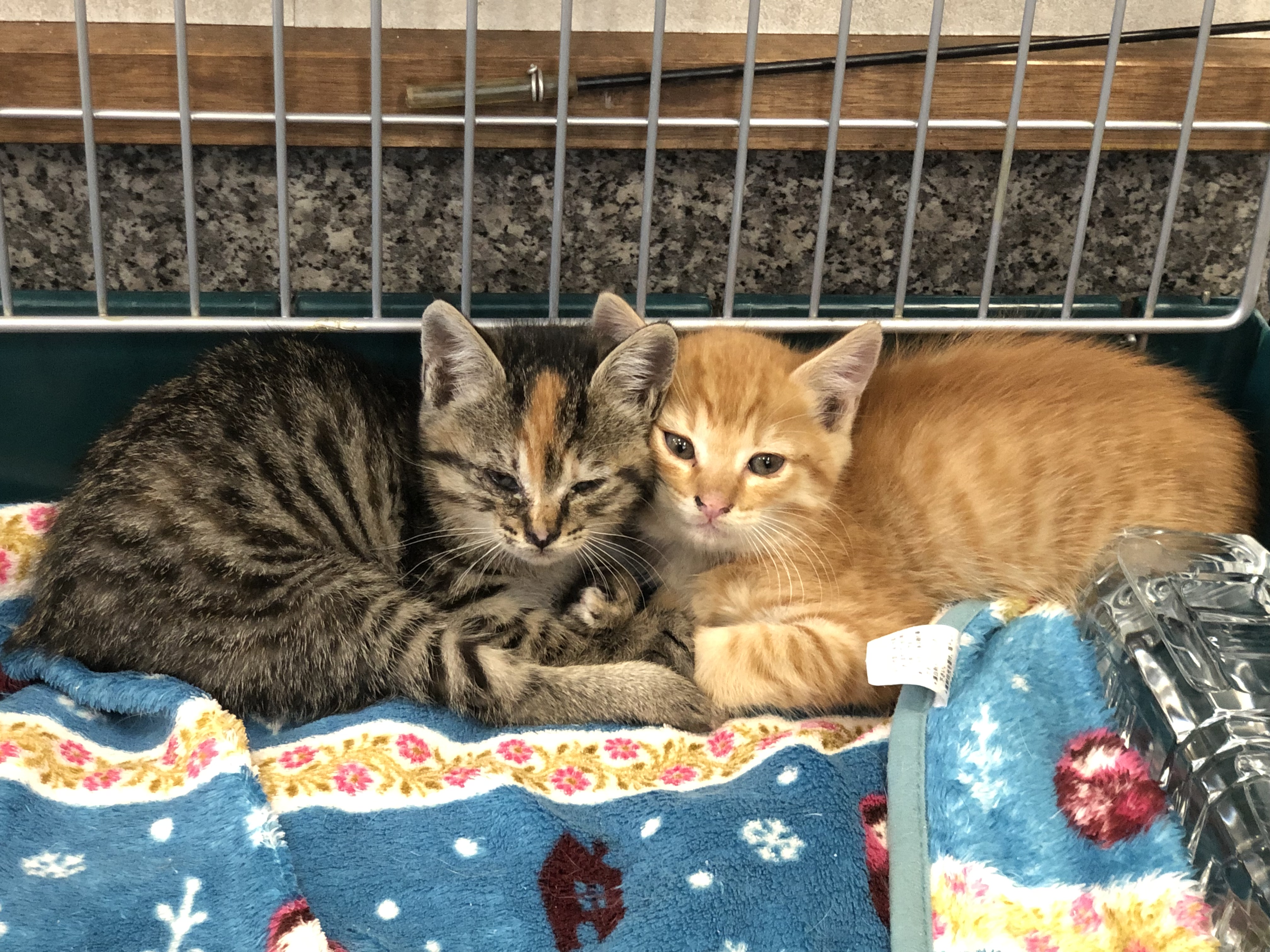 夢鴨　天然マガモの価格改定！　2023