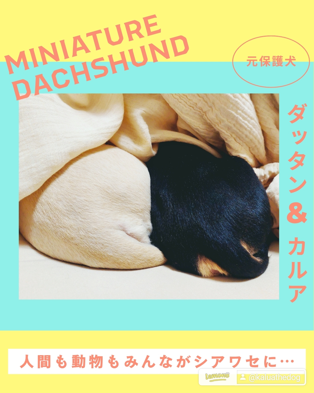 人間も動物もみんながシアワセに🎵