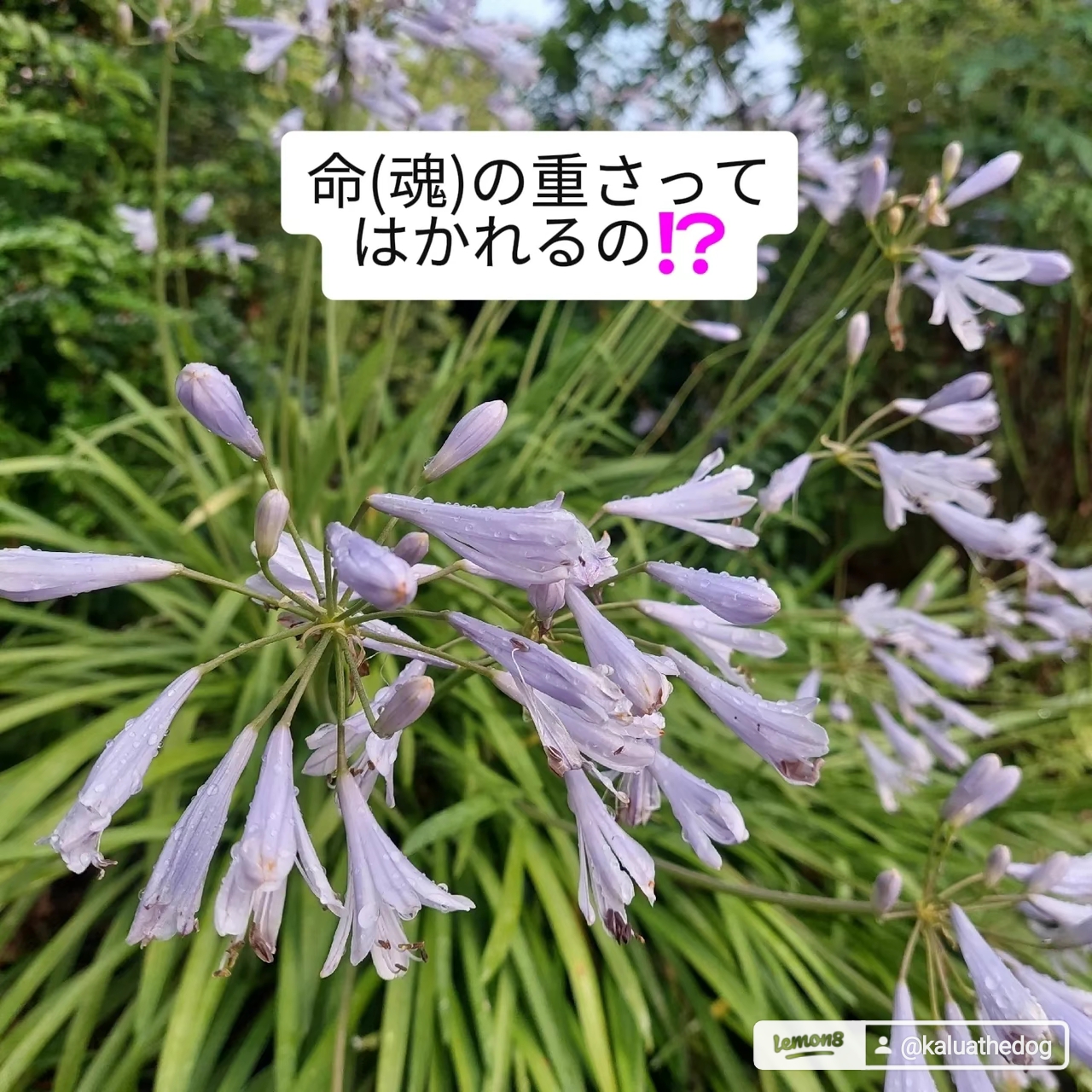 命(魂)の重さってはかれるの⁉