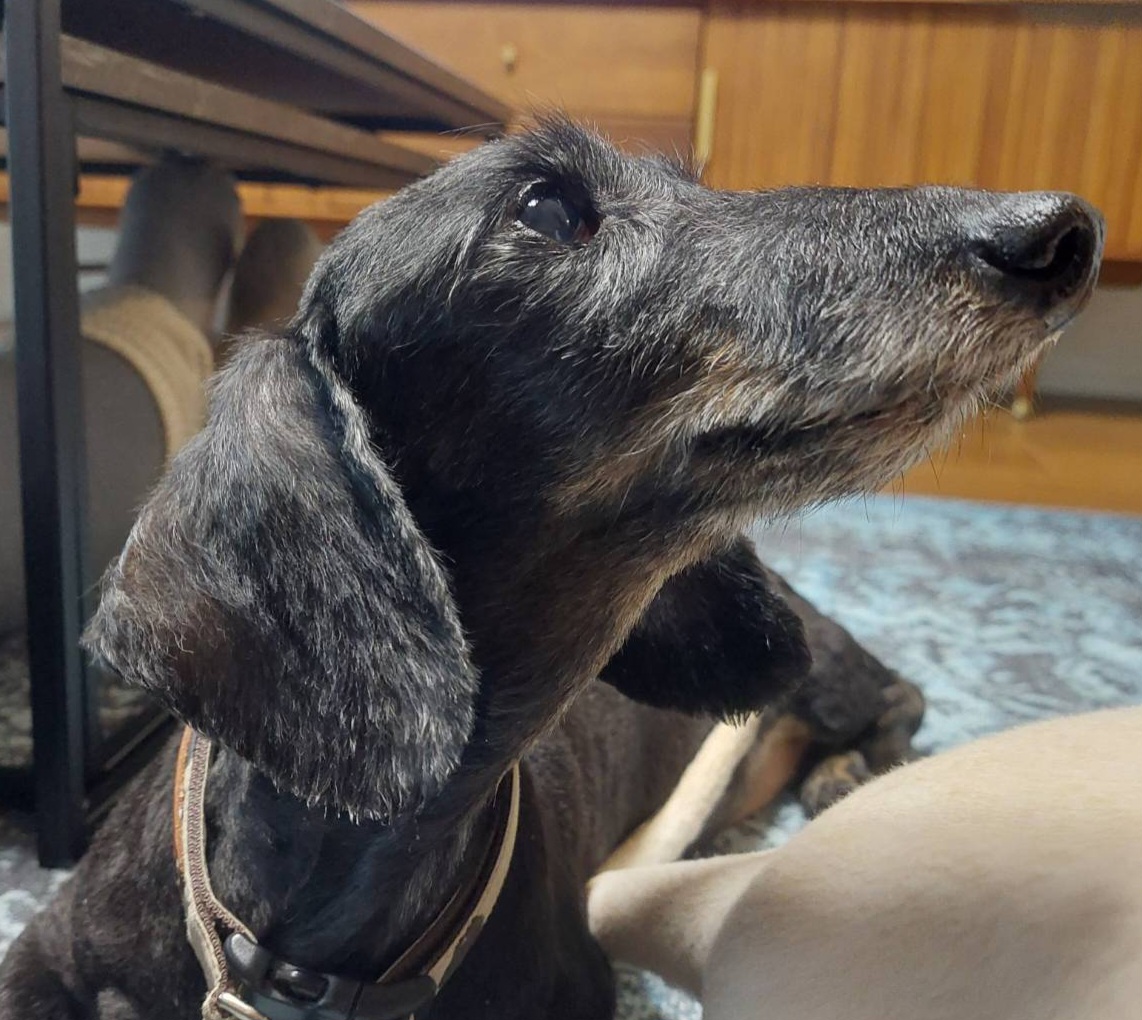 元繁殖犬カルア　15歳　虹の橋を渡りました