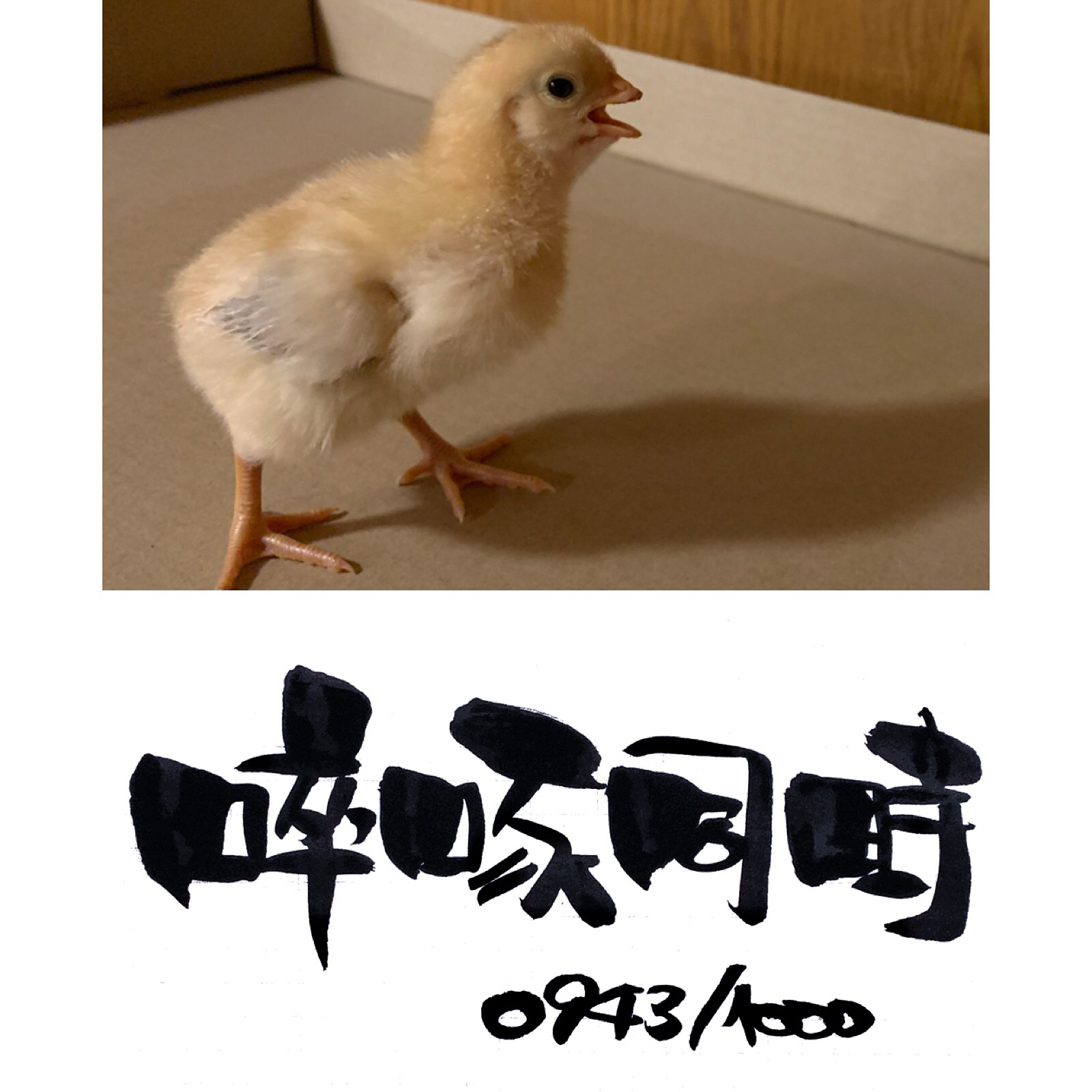 ひよこ誕生の秘話