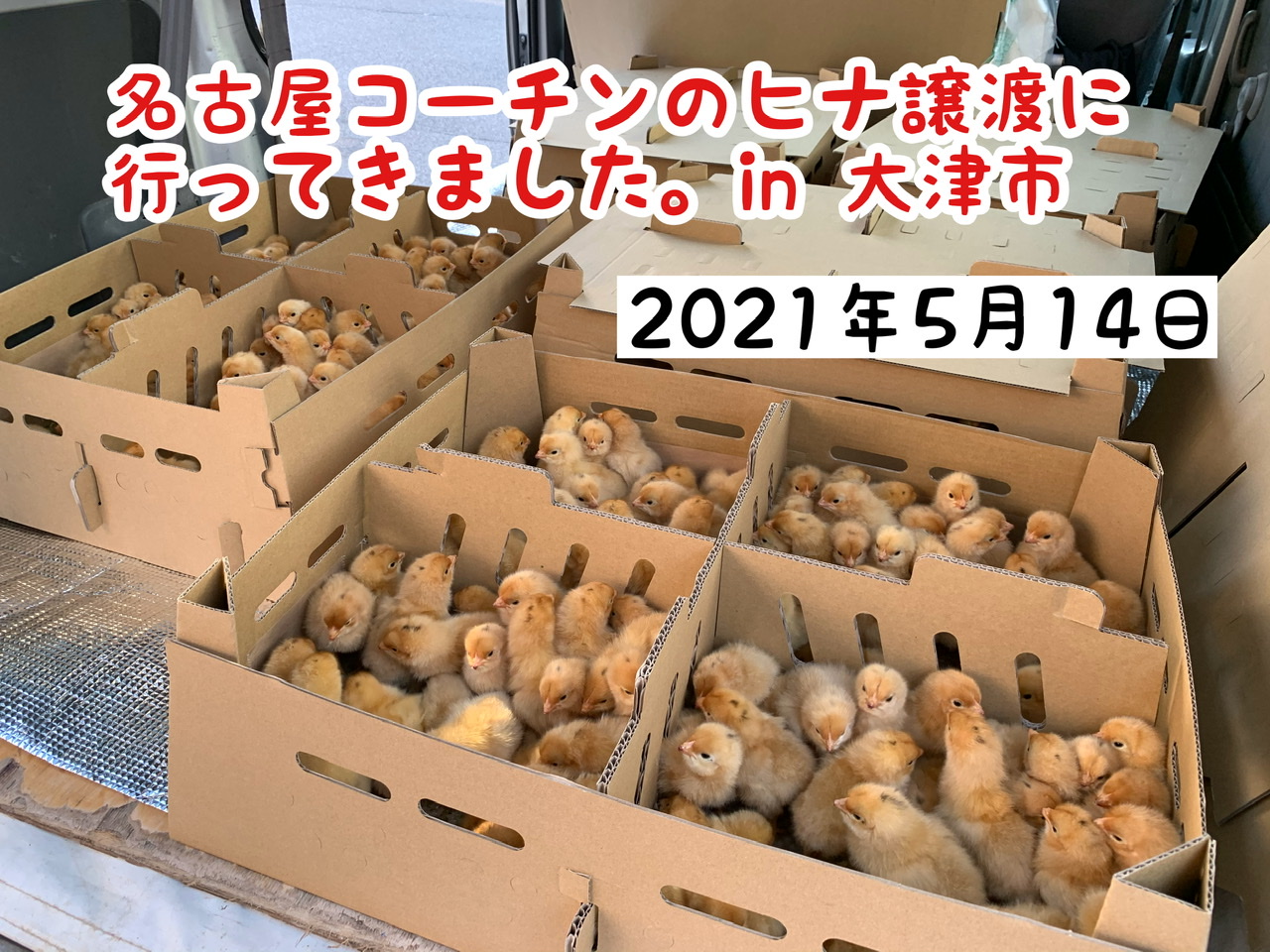 180日の名古屋コーチン物語を買いませんか？