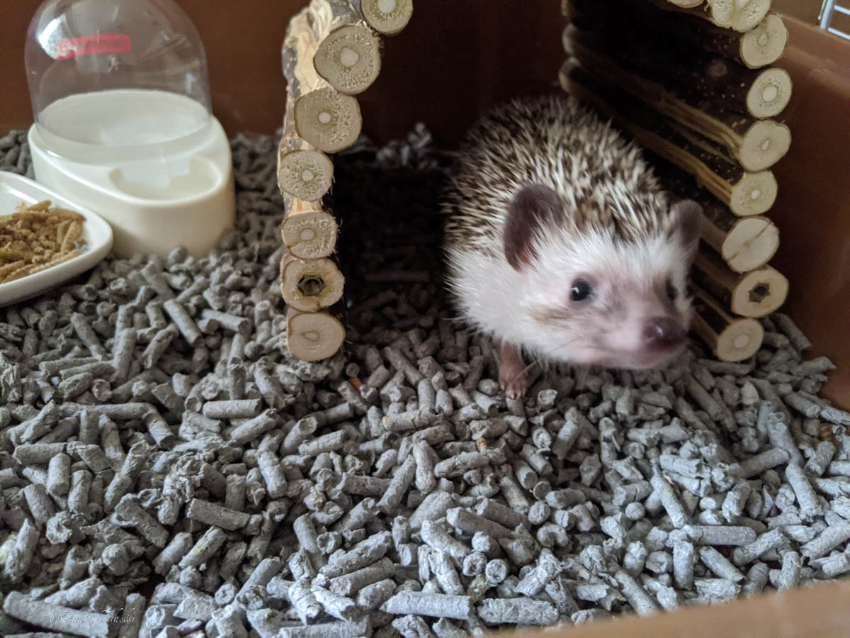 BASE SHOP オープンしました！