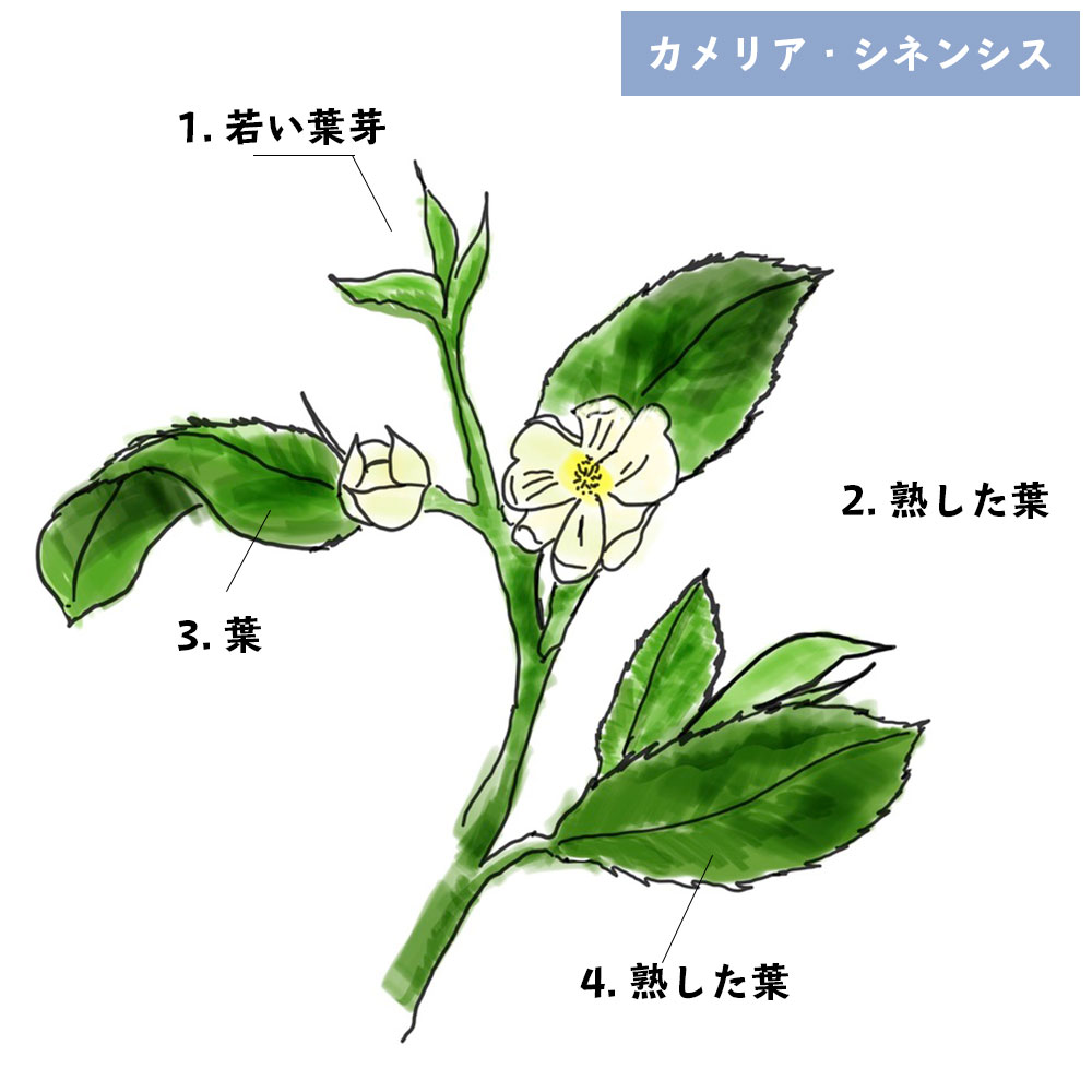 お茶とは？