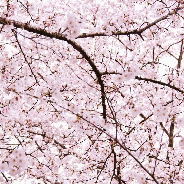 桜満開