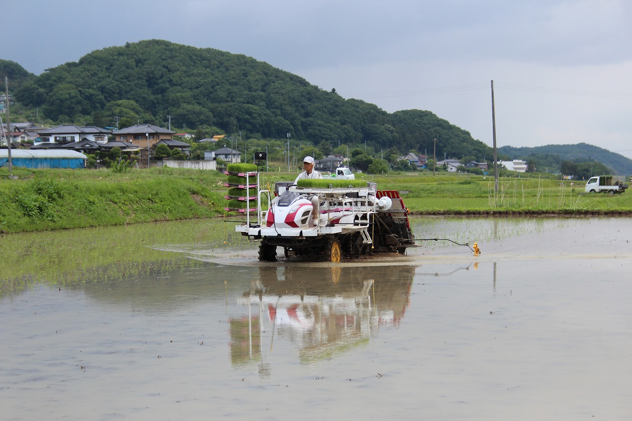 ササニシキの田植えin代表の田んぼ
