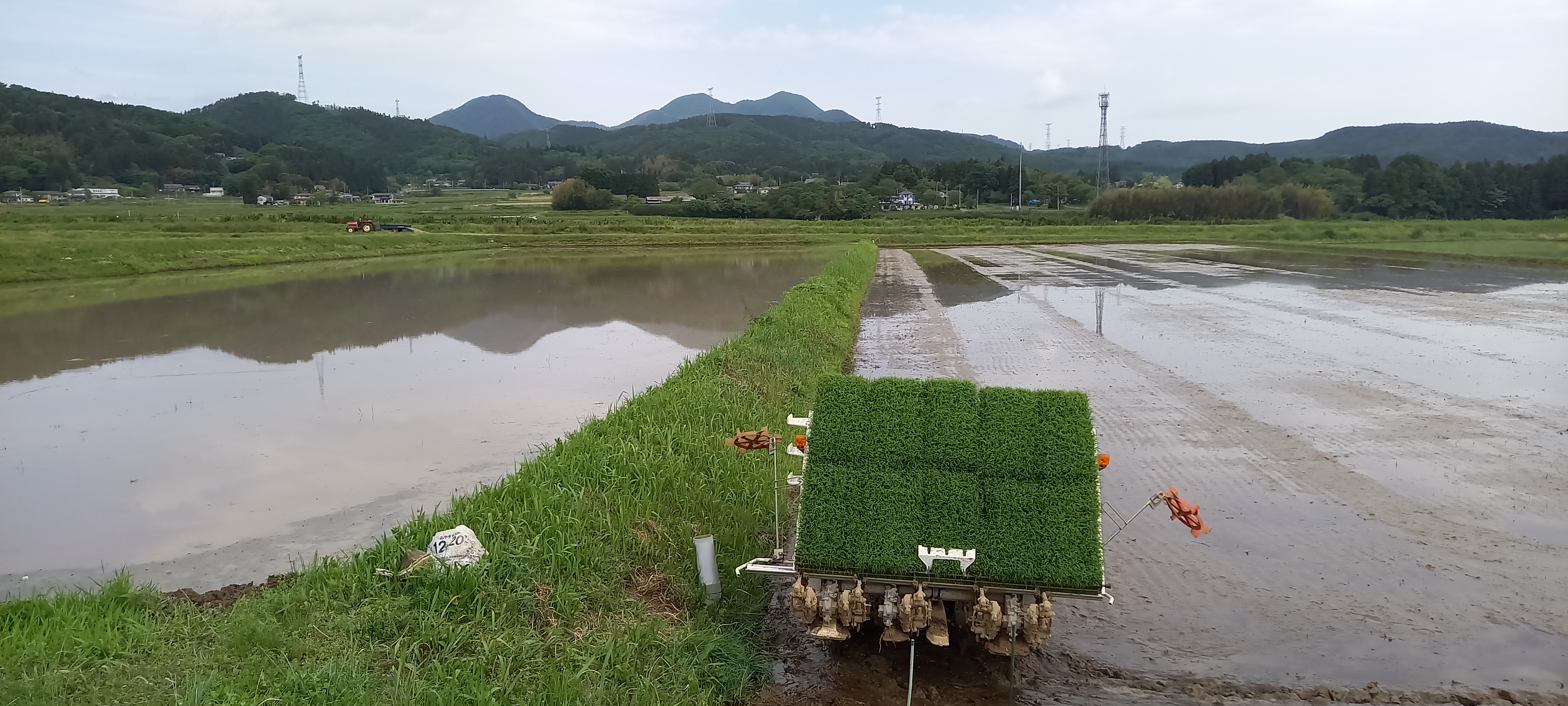 田植え！