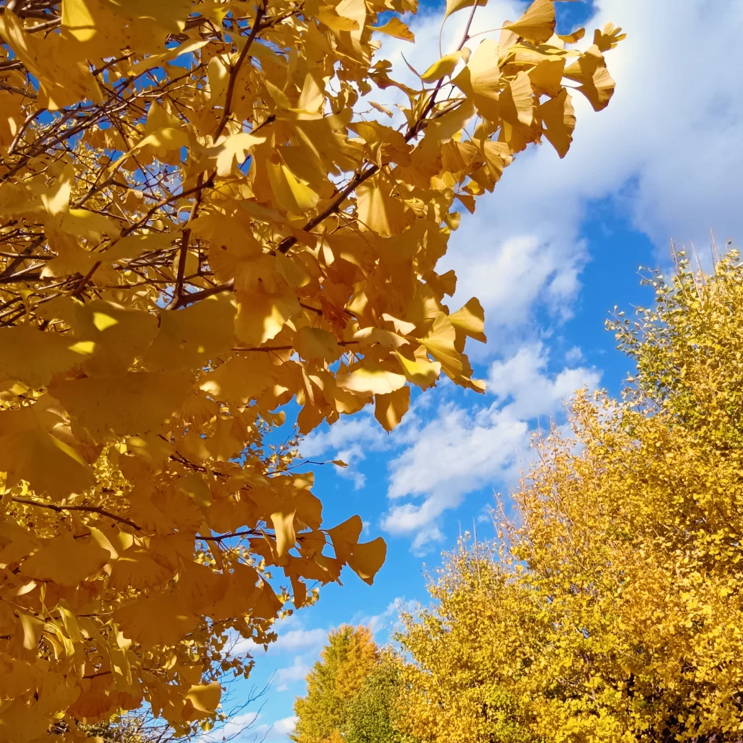 新米の受付を開始いたします