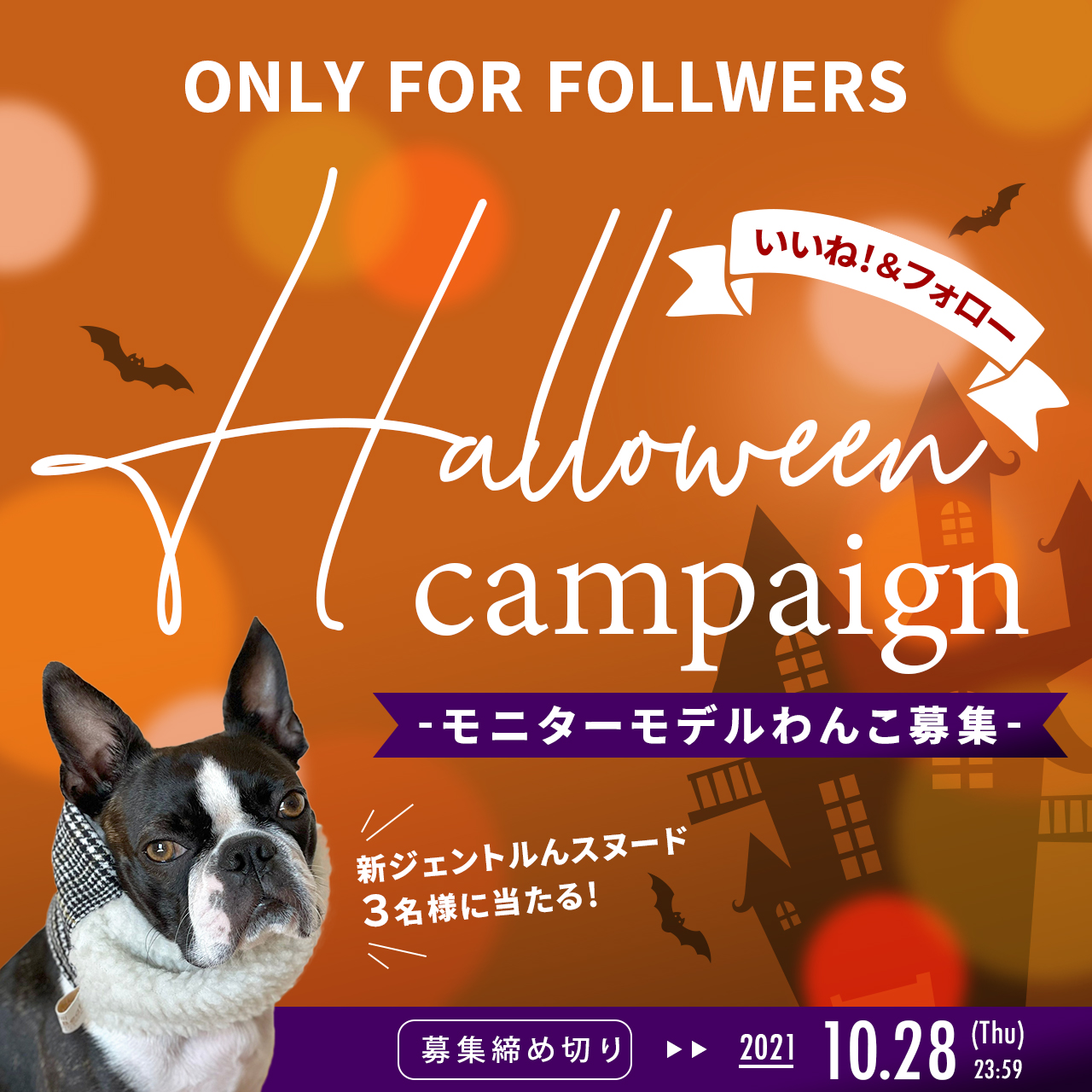 モニターモデルわんこ募集！