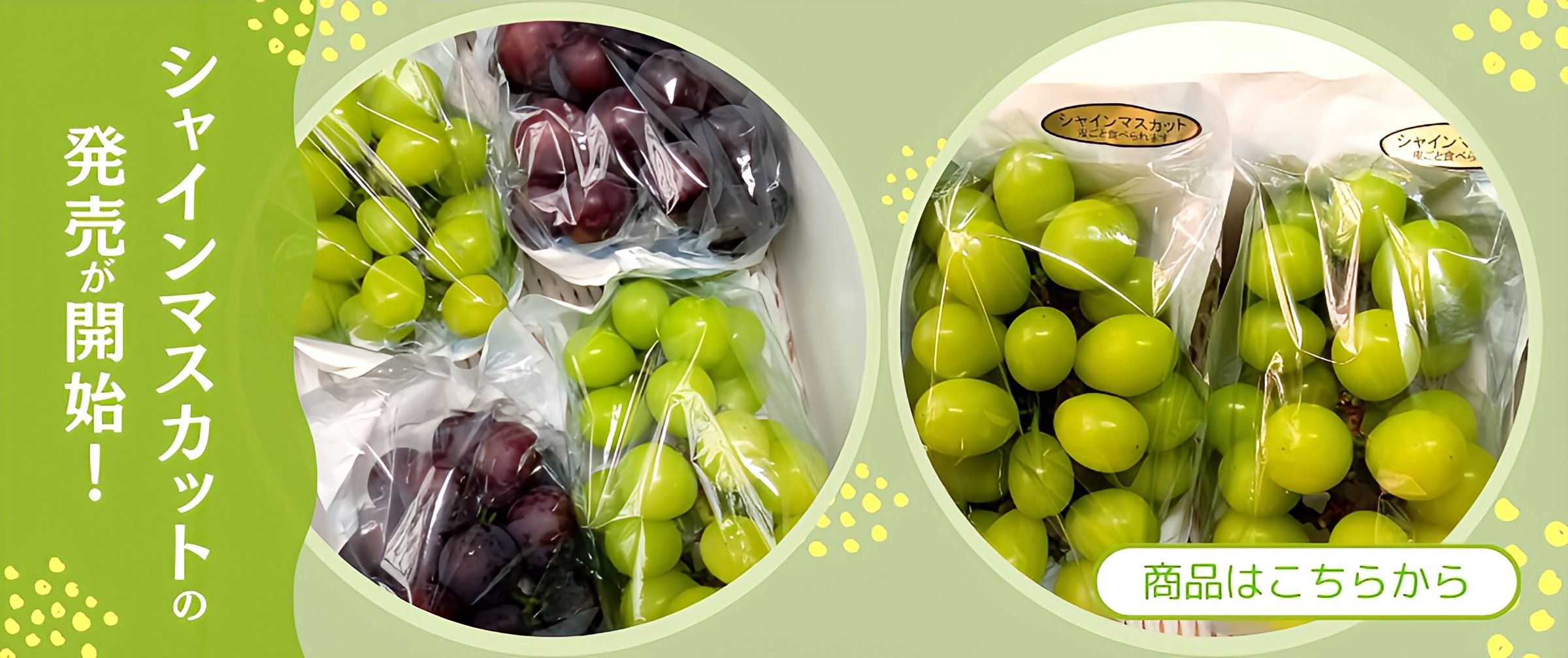 皮ごと食べられる高糖度ぶどう🍇シャインマスカットの発売が開始！