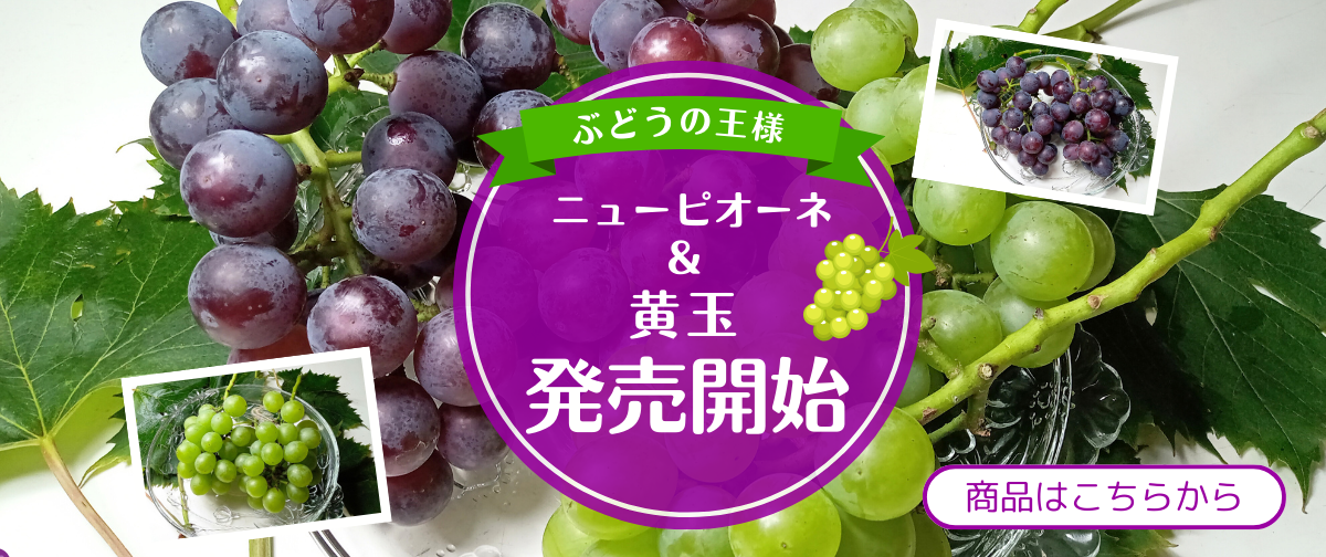 ぶどうの王様🍇ニューピオーネ＆黄玉が今年も発売開始！
