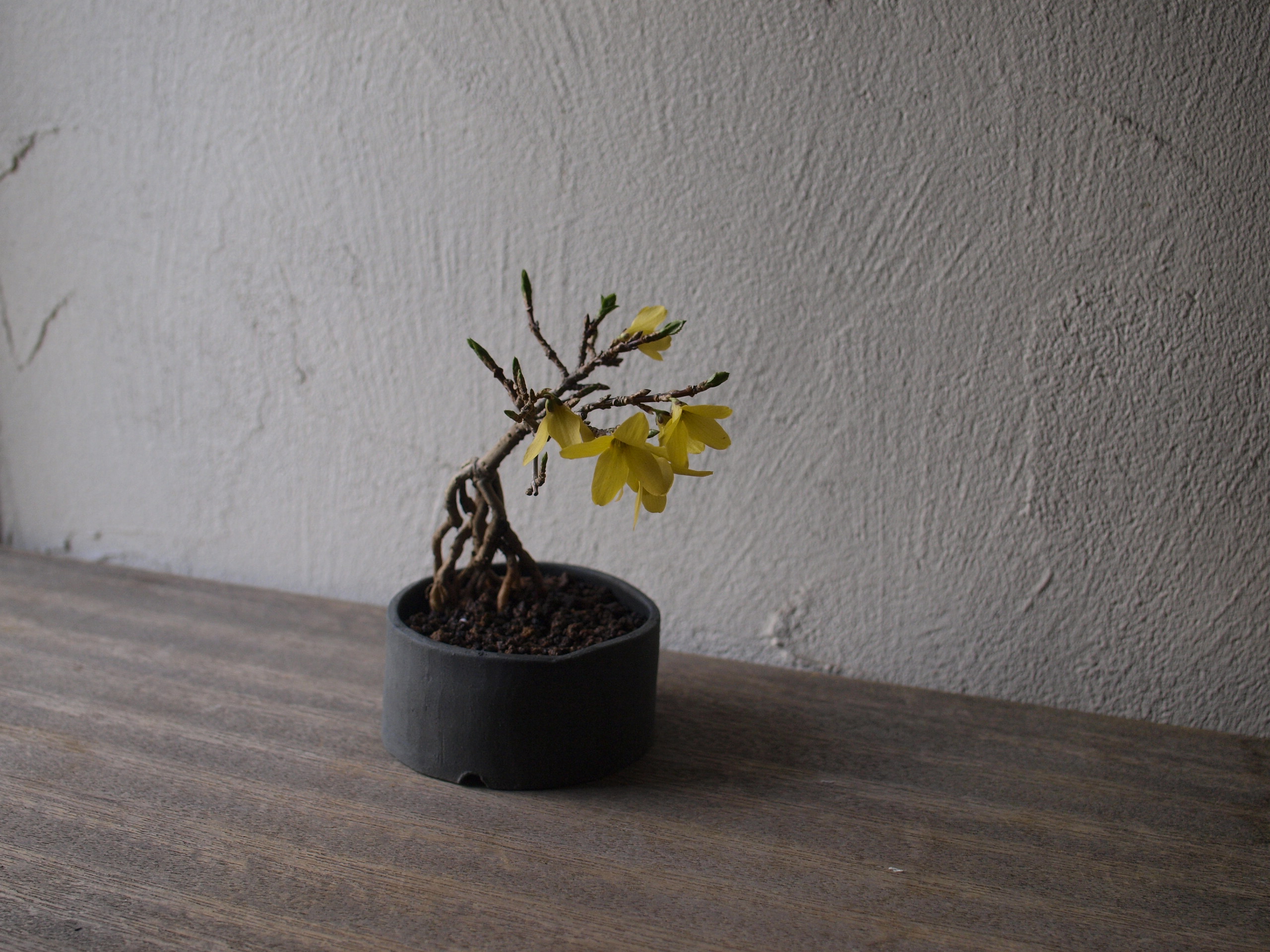榊麻美植物研究所 盆栽WSのお知らせ▶︎６月２７日へ延期になりました