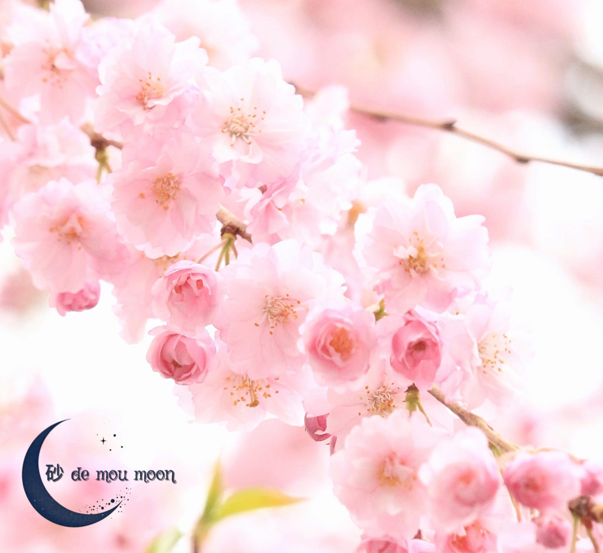 春のセール開催🌸