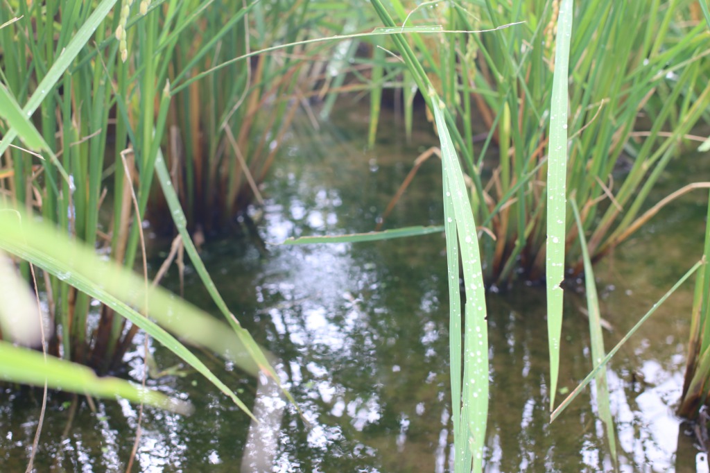 山里のめぐみを育む「山里」