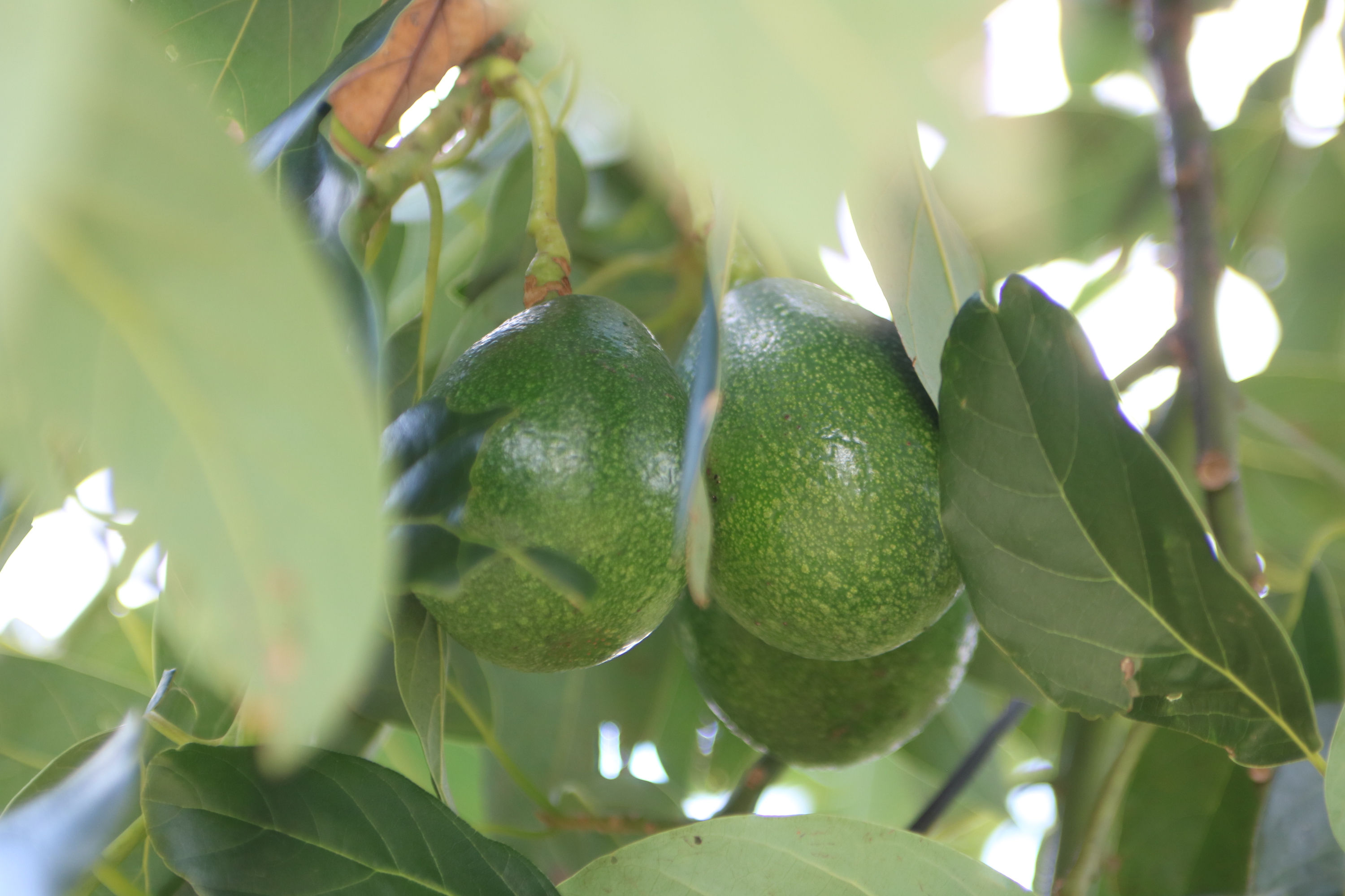 今年のアボカドの販売のご予約について