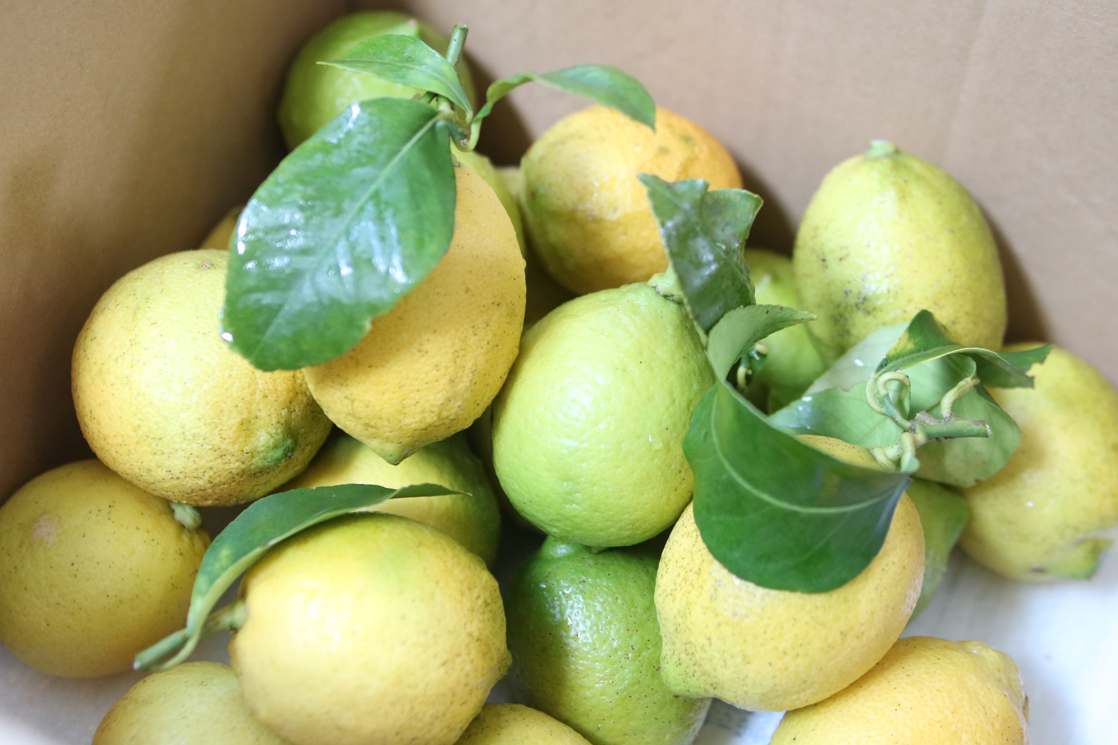 大三島産アボカドのあれこれ