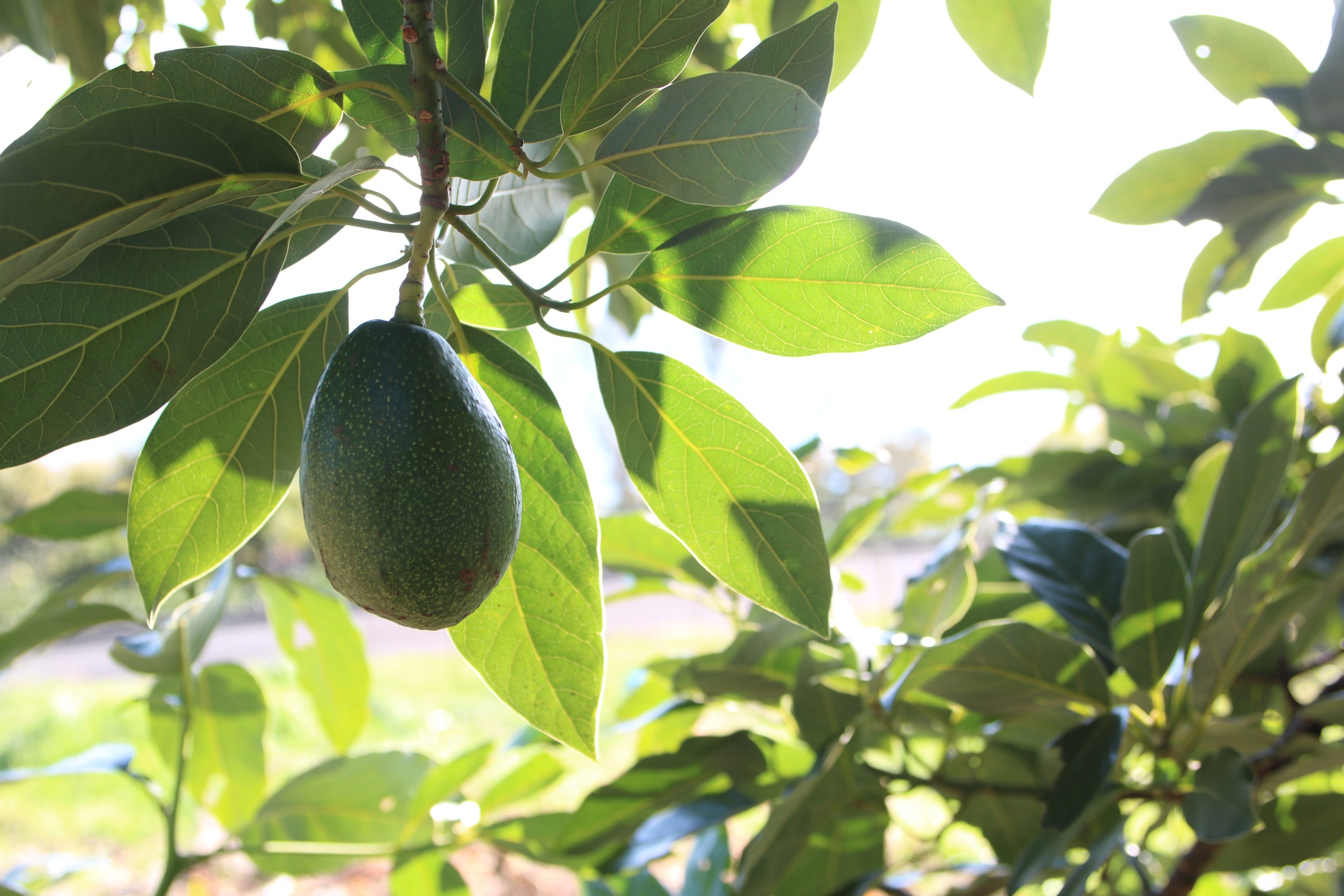 ベーコン種今年最後の収穫
