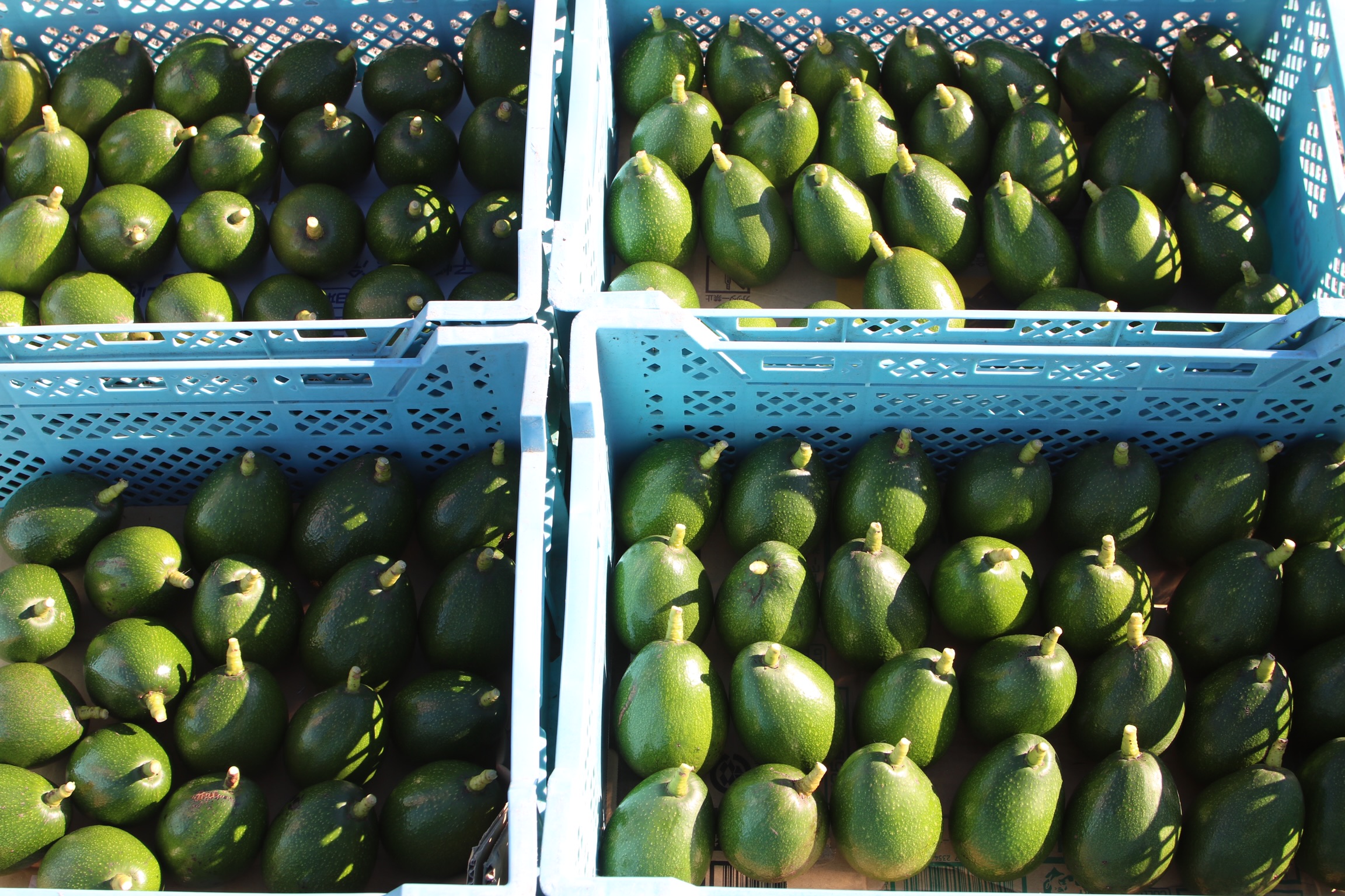 アボカド再販のお知らせ