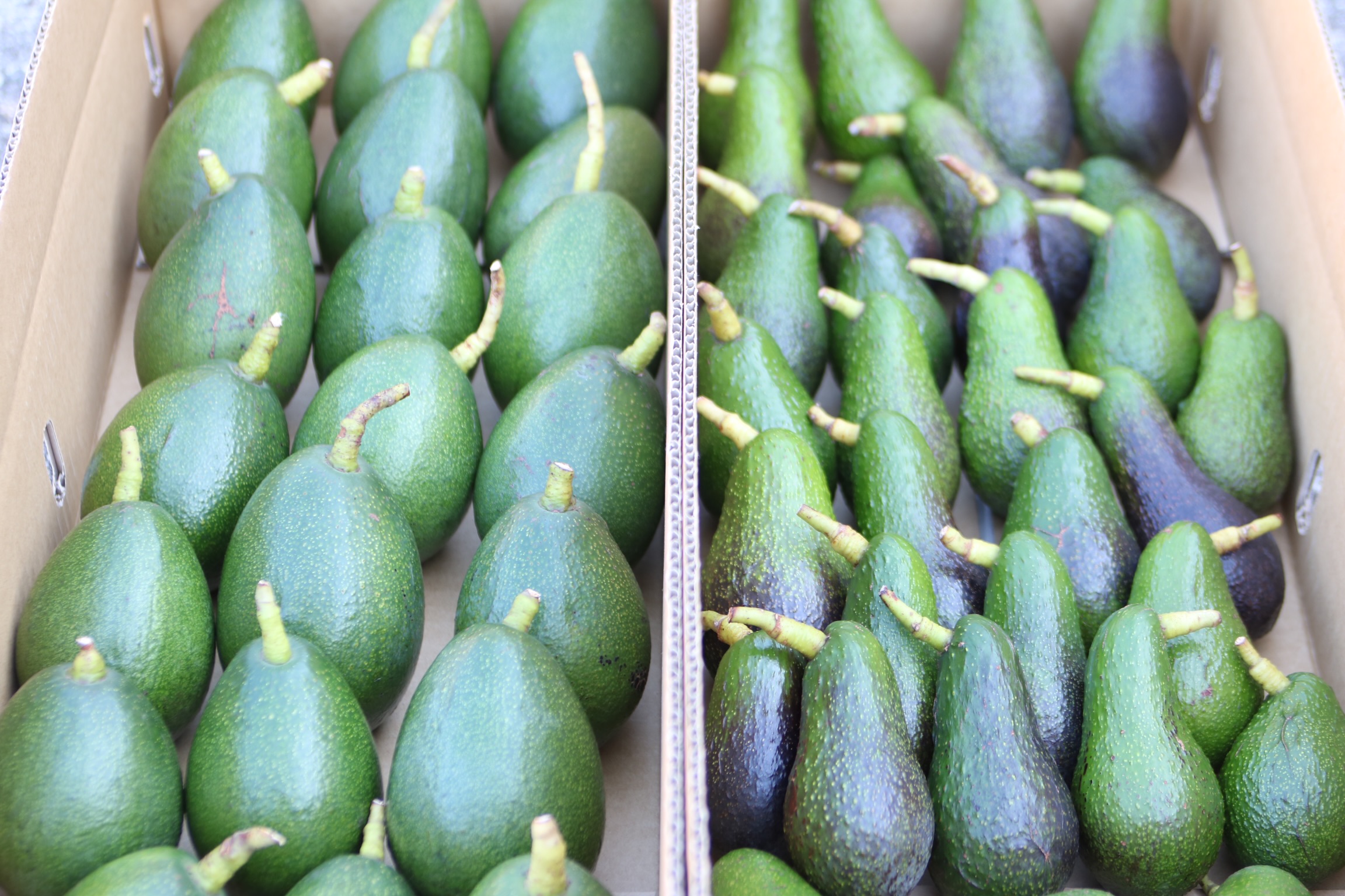 大三島産アボカド、ネットショップに商品追加しました!